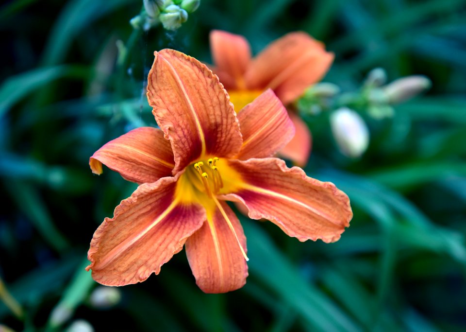 Lilly. May be Hemerocallis Fulva. Sorry, not sure.