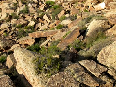 Newspaper Rock at Petrified Forest NP in Arizona