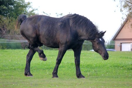 Pasture grazing black