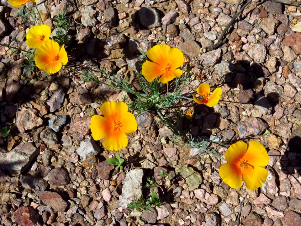 Organ Pipe Cactus NM in AZ