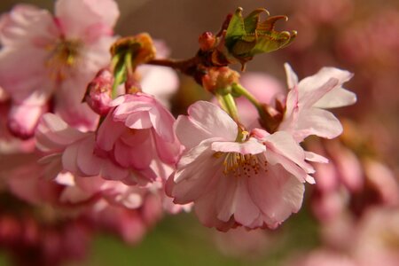 Spring bloom pink photo