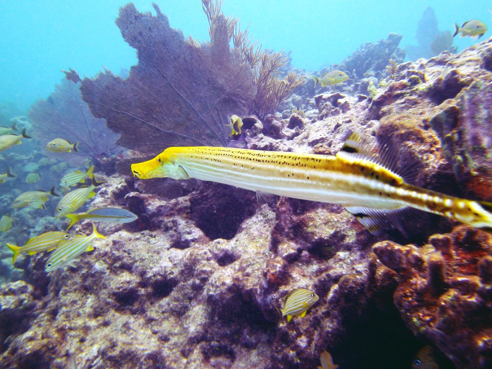 Trumpet fish view Molassass Reef Key Largo