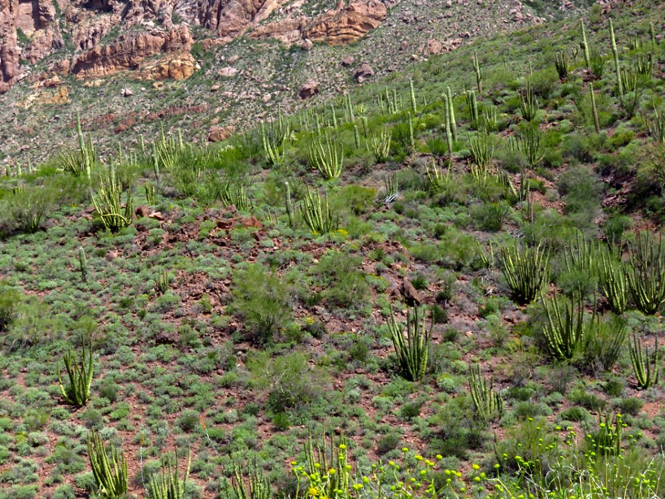 Organ Pipe Cactus NM in AZ