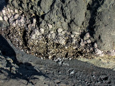 Mussel Bed at Yaquina Head in OR