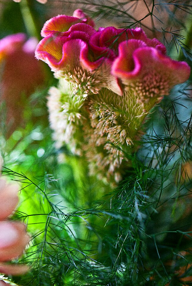 Decorative flower large flower magenta