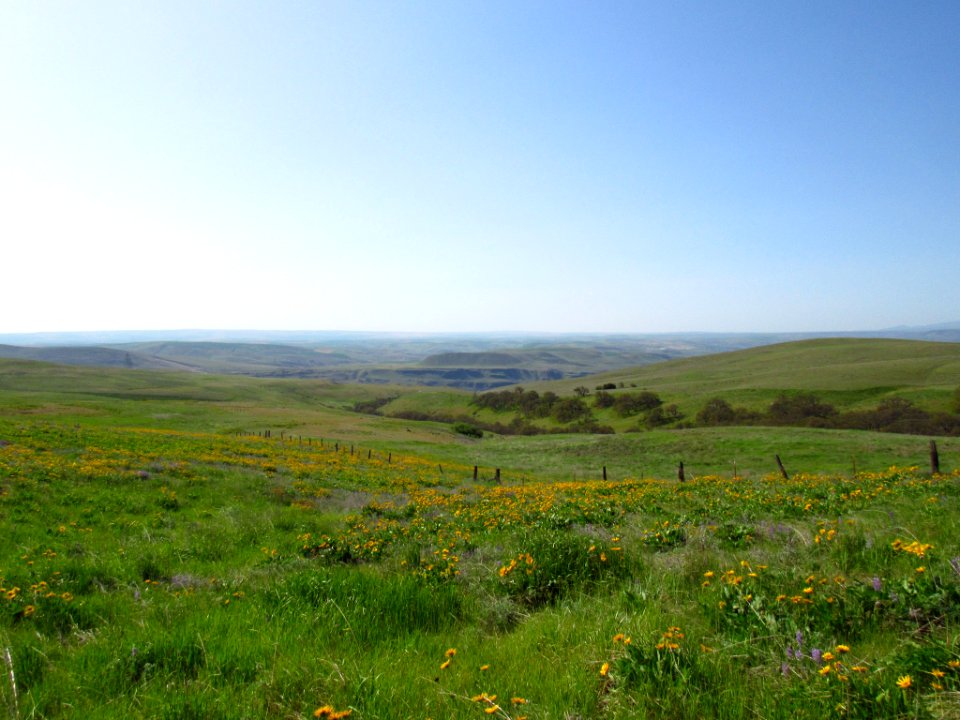 Wildflowers at Dalles Mt. Ranch in WA