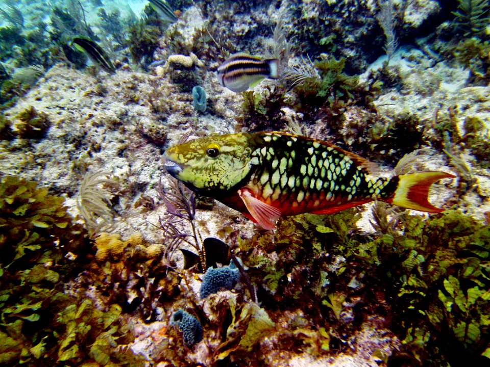 Initial Phase Stoplight Parrotfish Molassas Reef Key Largo