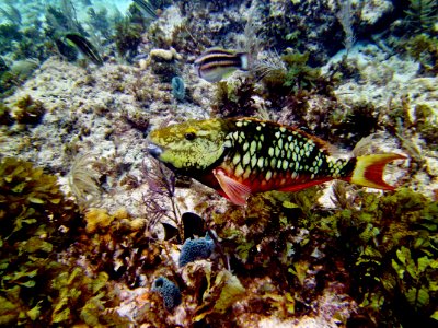 Initial Phase Stoplight Parrotfish Molassas Reef Key Largo photo