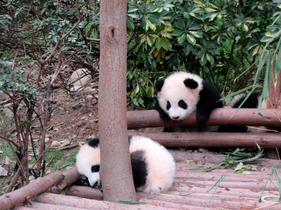 Baby panda wondering why his friend is so sleepy Giant Panda Breeding Center Chengdu China