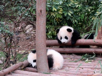 Baby panda wondering why his friend is so sleepy Giant Panda Breeding Center Chengdu China photo