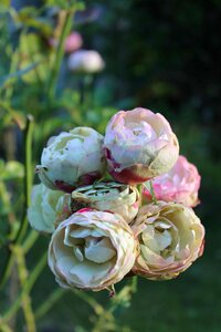 Autumn green rose bush photo