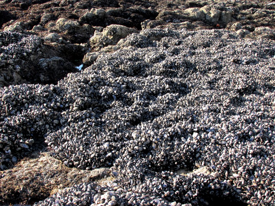Mussel Bed at Yaquina Head in OR