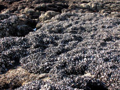 Mussel Bed at Yaquina Head in OR