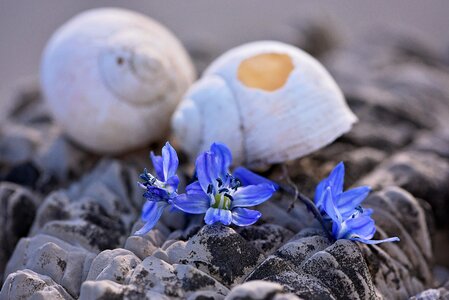 Empty snail shell broken damaged photo