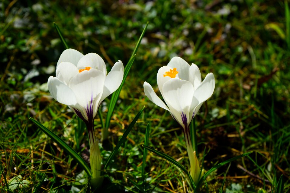Bühen white blossom