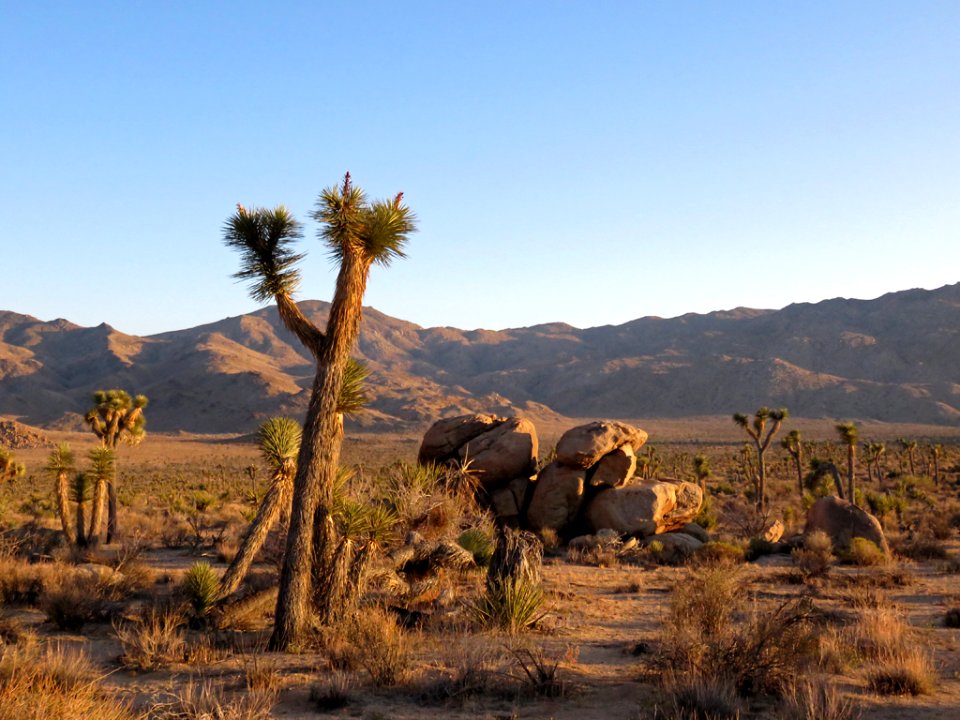 Joshua Tree NP in CA