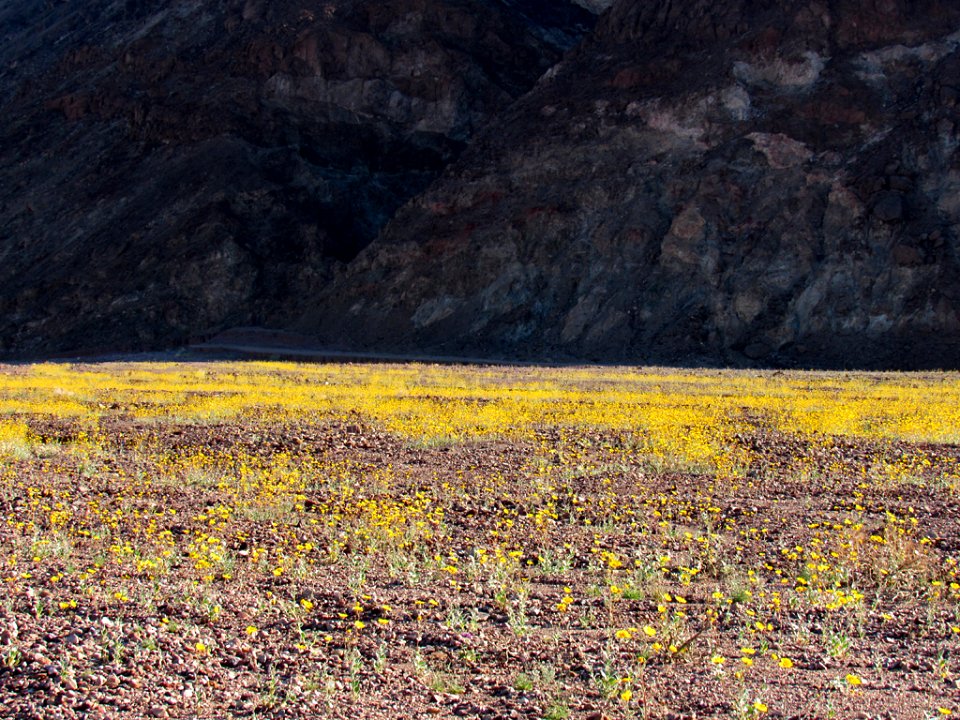 Wildflower Super Bloom at Death Valley NP in CA