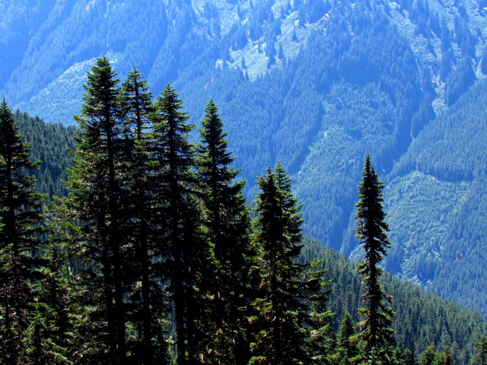 Tatoosh Wilderness in WA