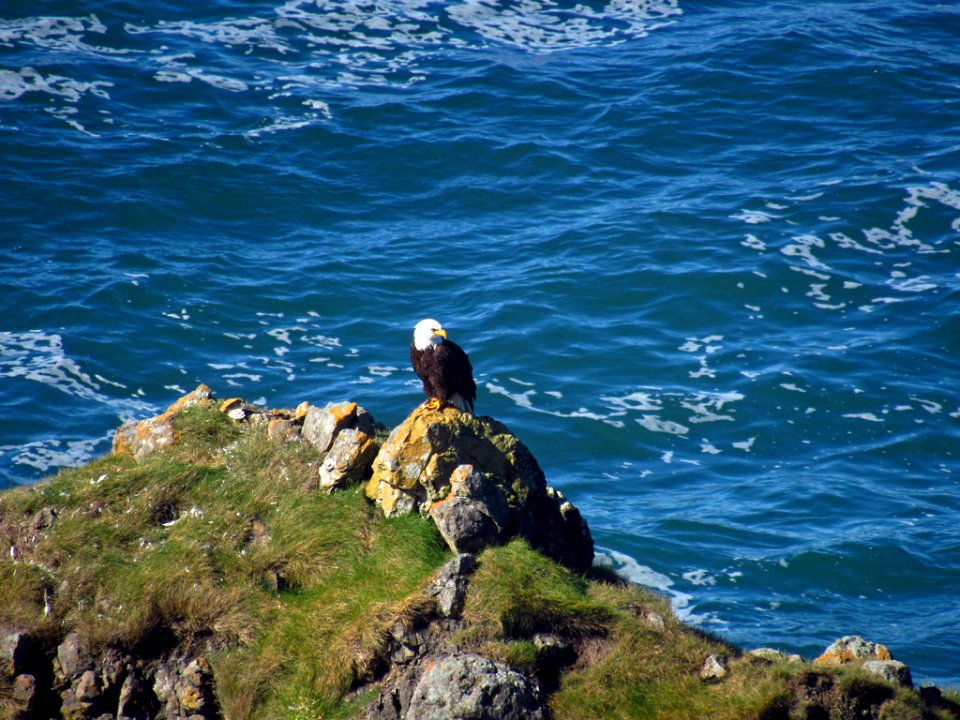Bald Eagle at God's Thumb Hike in OR