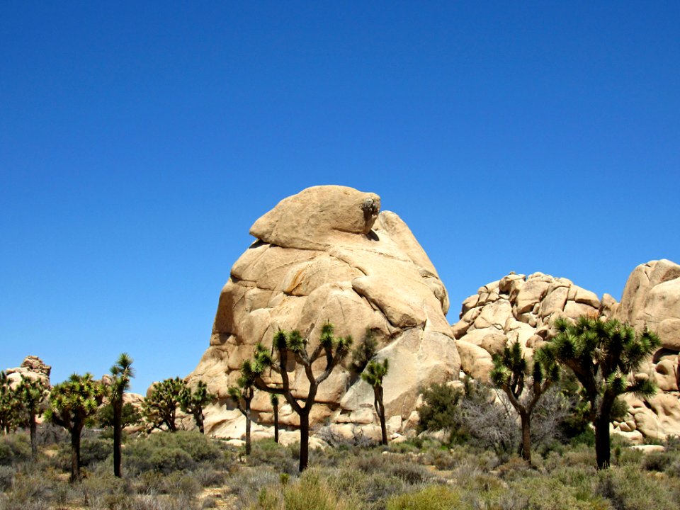 Joshua Tree NP in California