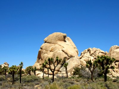 Joshua Tree NP in California