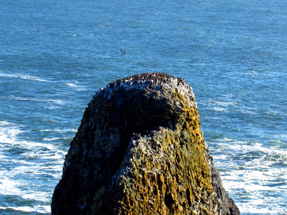 Seabirds at Yaquina Head Natural Area in OR