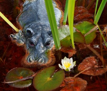 Hippo pond idyll photo