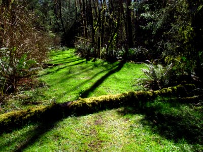 Forest at God's Thumb Hike in OR