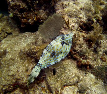 File Fish Key Largo Molassas Reef photo