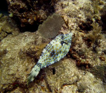 File Fish Key Largo Molassas Reef