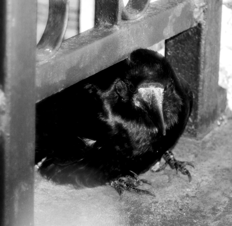 Crow
