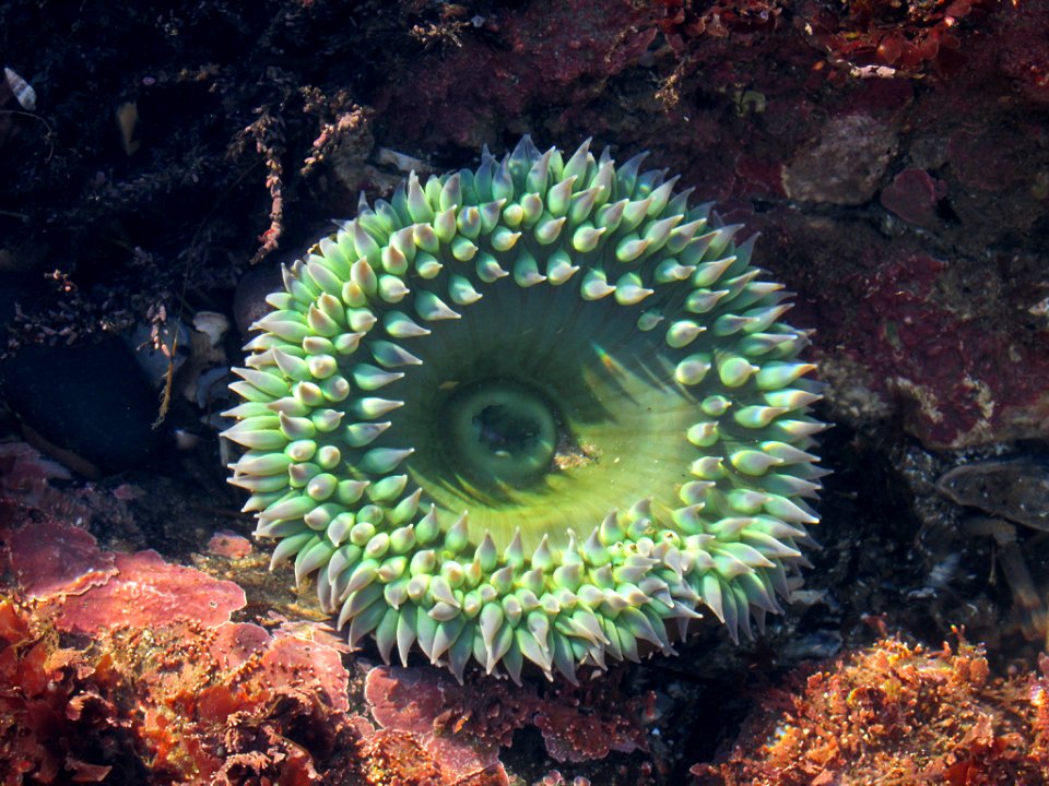 Tidal Pool at Yaquina Head in OR