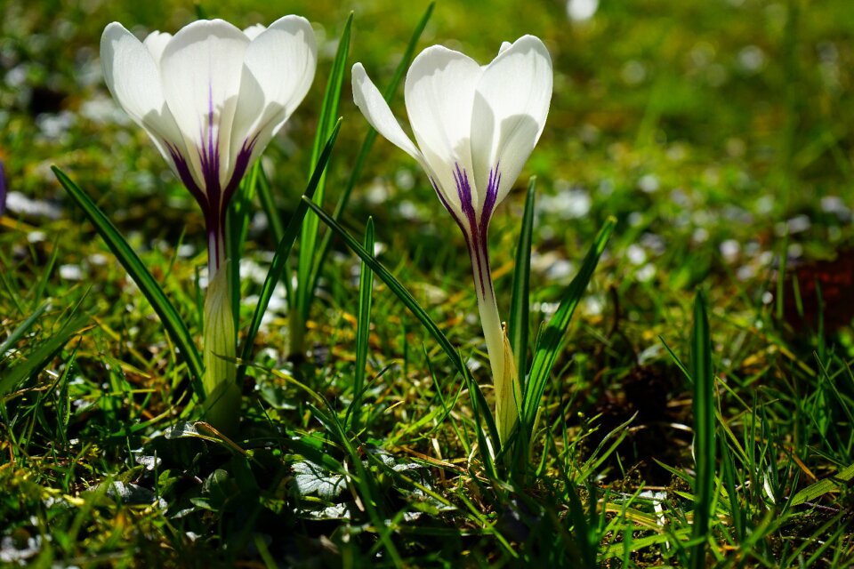 Bühen white blossom