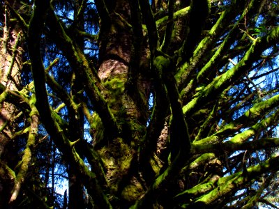 Forest at God's Thumb Hike in OR