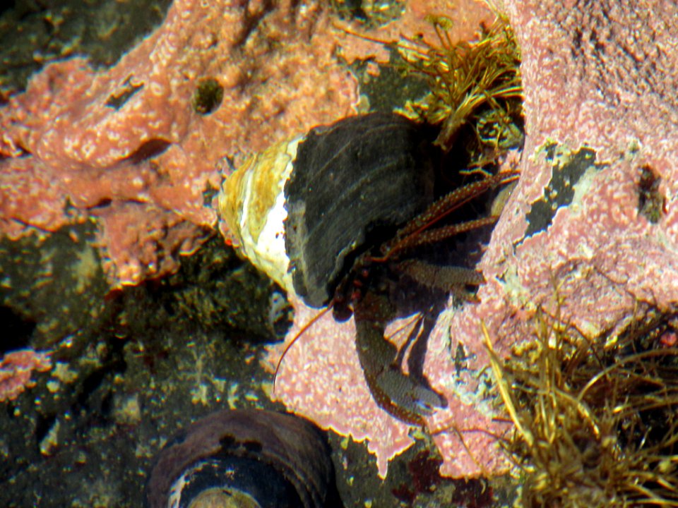 Tidal Pool at Yaquina Head in OR