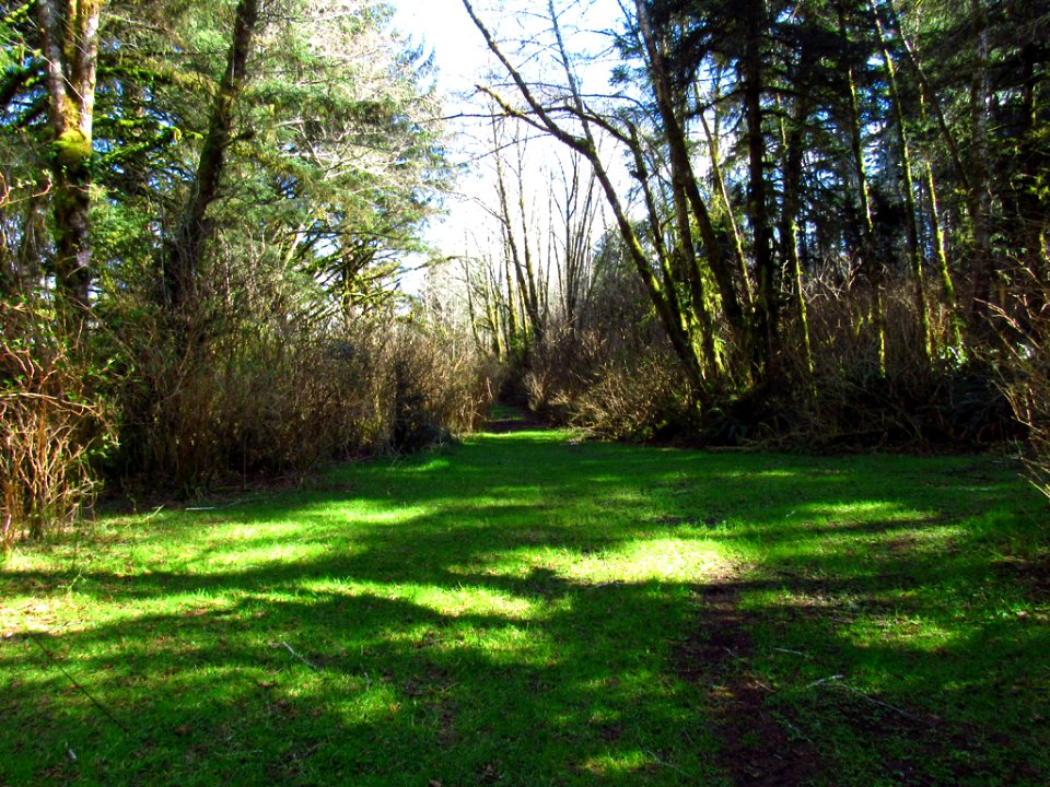 Forest at God's Thumb Hike in OR
