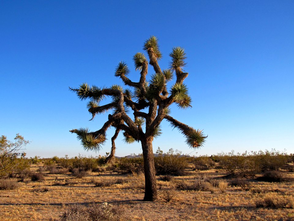 Joshua Tree NP in California