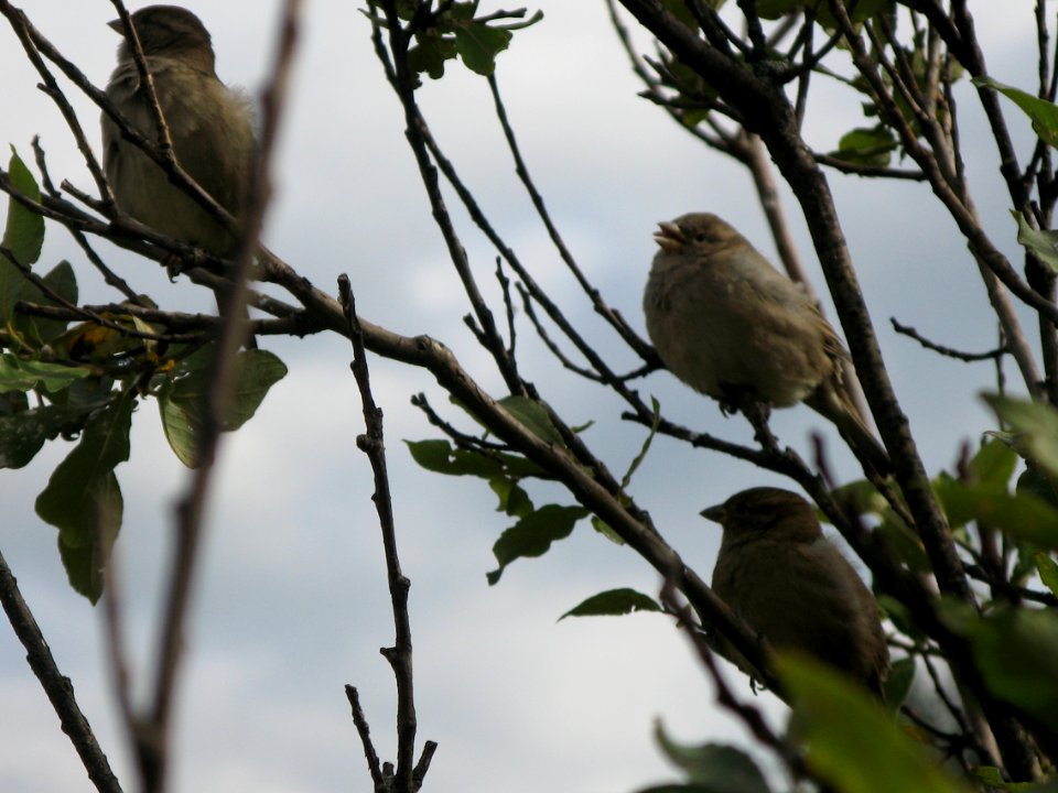 sparrrows photo