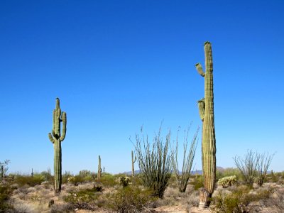 Organ Pipe Cactus NM in Arizona