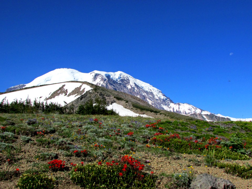 Wildflowers at Mt. Rainier NP in WA