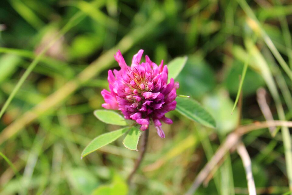 Klee red clover meadow