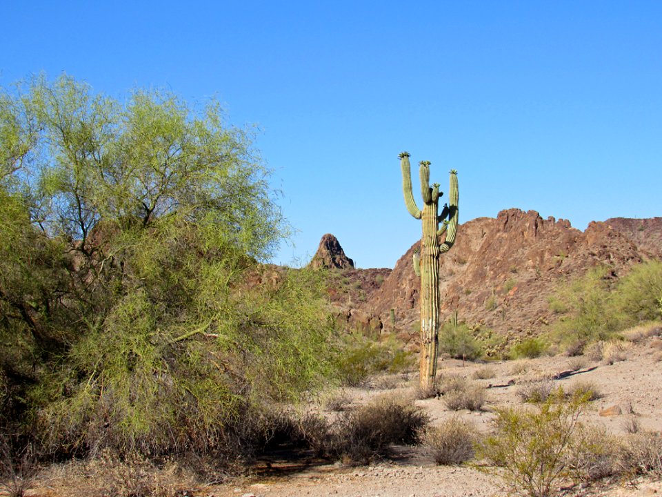 Organ Pipe Cactus NM in Arizona