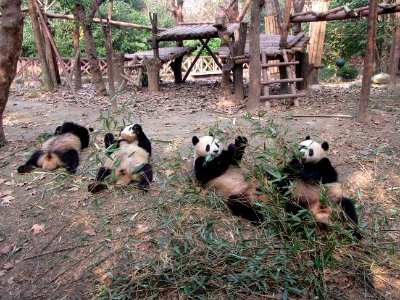 4 pandas in a row eating Giant Panda Breeding Center Chengdu China