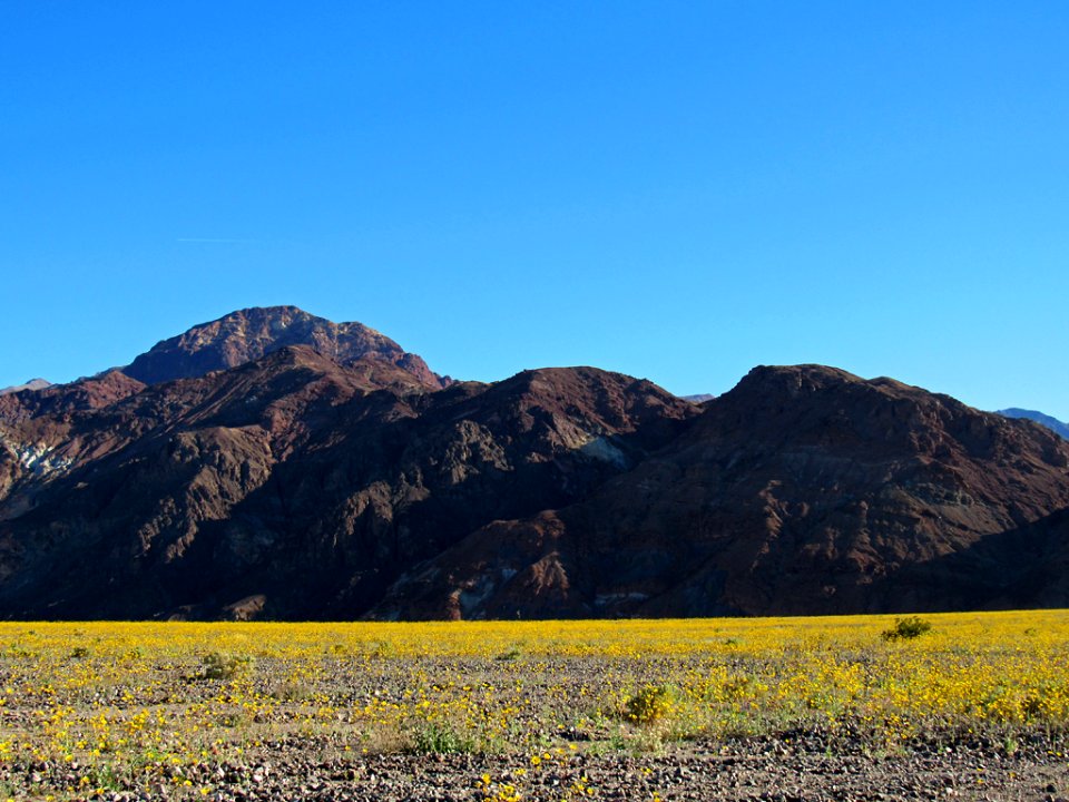 Wildflower Super Bloom at Death Valley NP in CA