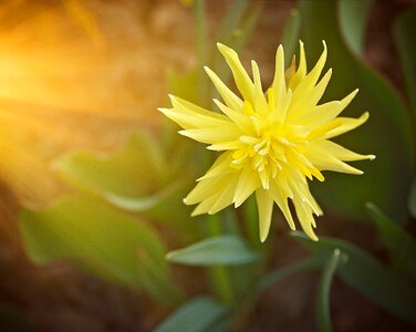 Blossom bloom yellow photo