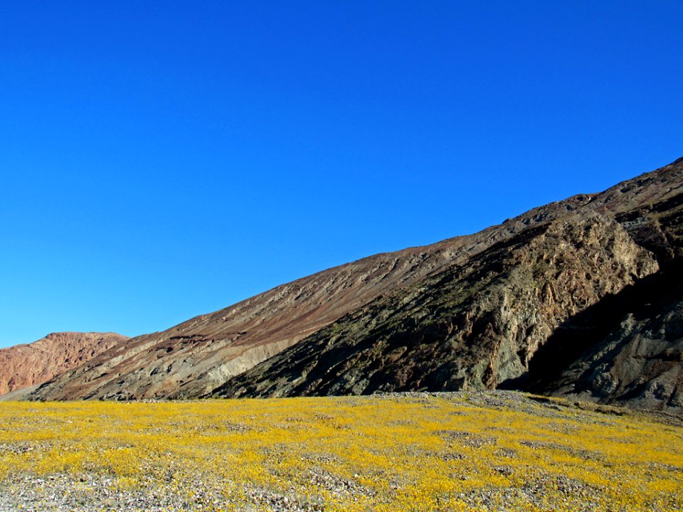 Wildflower Super Bloom at Death Valley NP in CA