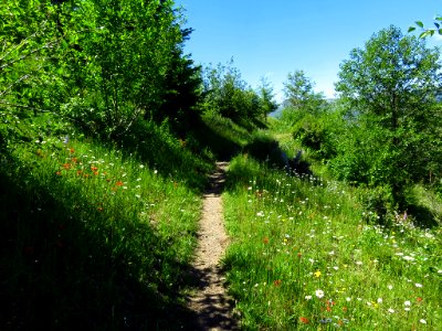 Wildflowers at Mt. St. Helens NM in Washington