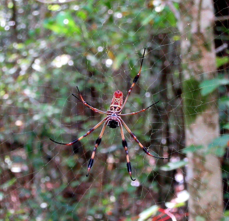 Golden Silk Orb Weaver spider Splinter Hill Bog Alabama.