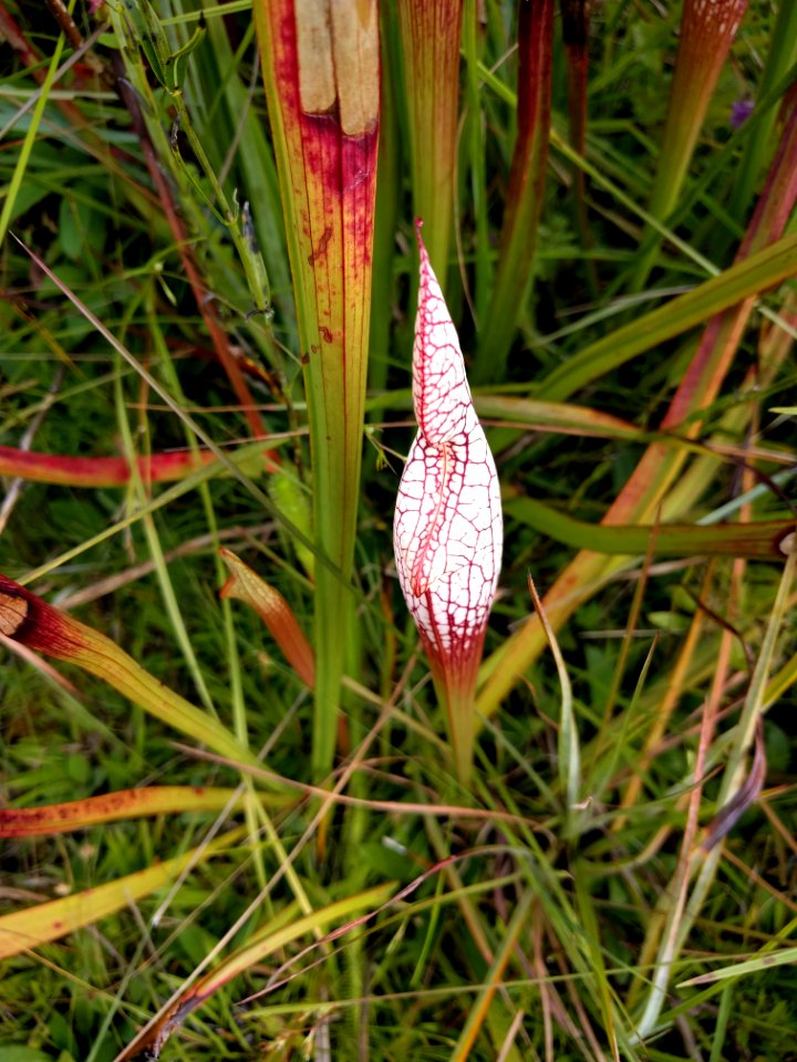 Pitcher plant not yet open Splinter Hill Bog Bay Minette Alabama