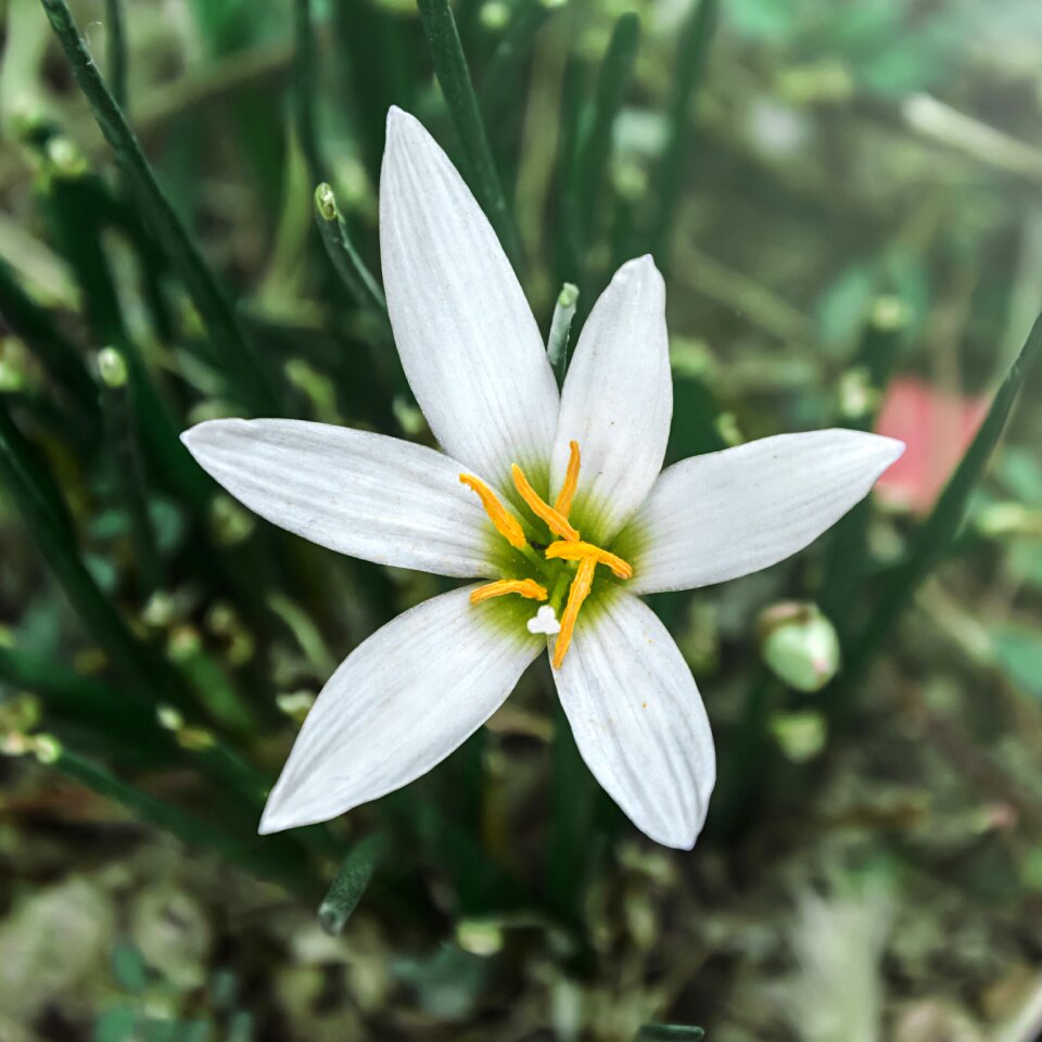 Garden plants ornamental plants flower